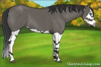 Horse Color:Grullo Splash 