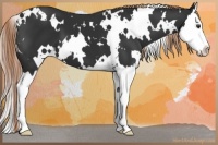 Horse Color:White Spotted Liver Chestnut Splash 