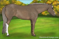 Horse Color:Chocolate Palomino 