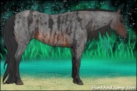 Horse Color:Brown Roan Rabicano  Brindle