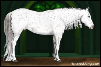 Horse Color:White Spotted Blue Ice Roan Splash Frame Appaloosa 
