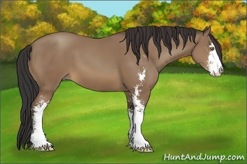 Horse Color:Sable Champagne Sabino