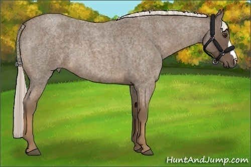 Horse Color:Chocolate Palomino Roan 