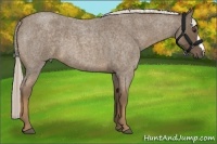 Horse Color:Chocolate Palomino Roan 