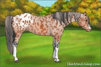 Horse Color:Bay Appaloosa 