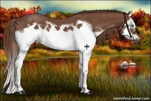 Horse Color:Chestnut Splash Frame 
