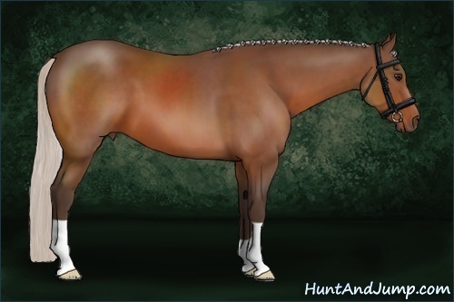 Horse Color:Silver Bay 
