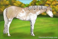 Horse Color:Silver Black Pearl Sabino 