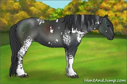 Horse Color:White Spotted Black