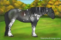 Horse Color:White Spotted Black 