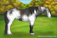 Horse Color:White Spotted Black Sabino