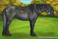 Horse Color:White Spotted Black Sabino
