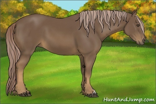 Horse Color:Chocolate Palomino 