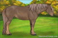 Horse Color:Chocolate Palomino 