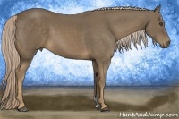 Horse Color:Chocolate Palomino 