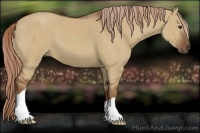 Horse Color:Red Dun
