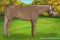 Horse Color:Chocolate Palomino 