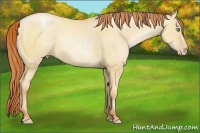 Horse Color:Amber Champagne Pearl Dun Sabino Frame