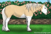 Horse Color:Palomino Splash 