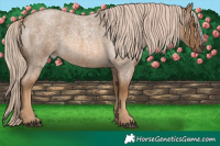 Horse Color:Chocolate Palomino Roan