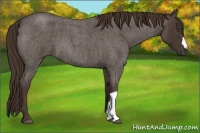 Horse Color:Liver Red Roan 