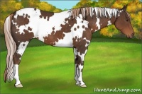 Horse Color:White Spotted Liver Chestnut