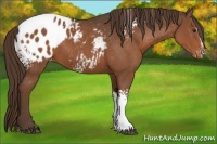 Horse Color:White Spotted Liver Chestnut Sabino Blanket