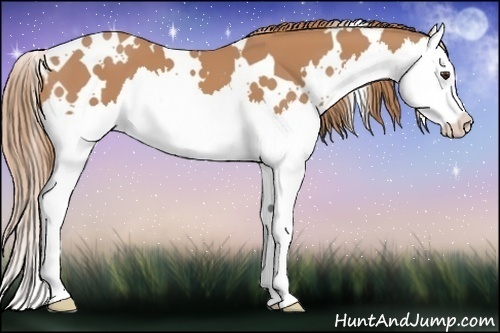Horse Color:White Spotted Chestnut Splash