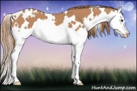 Horse Color:White Spotted Chestnut Splash 