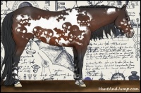 Horse Color:Bay Frame
