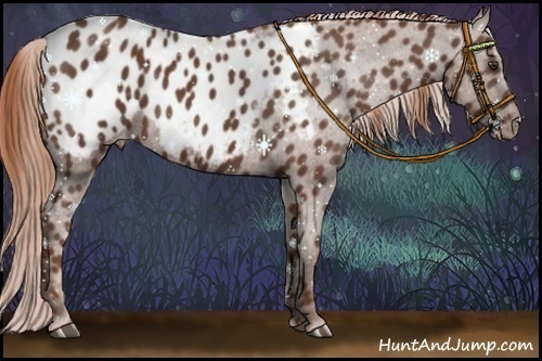 Horse Color:Chestnut Appaloosa 