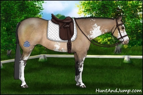 Horse Color:Bay Dun Sabino Rabicano