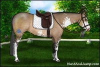 Horse Color:Bay Dun Sabino Rabicano