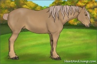 Horse Color:Palomino 