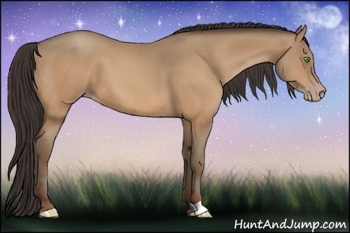 Horse Color:Amber Champagne 