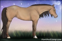 Horse Color:Amber Champagne 
