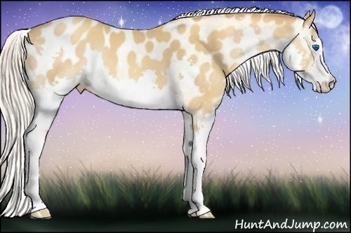 Horse Color:Silver Sable Champagne Splash Appaloosa 