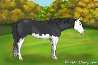 Horse Color:Black Sabino Splash 