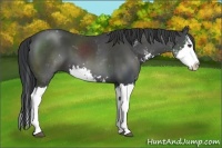 Horse Color:Black Sabino Splash 