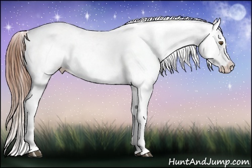 Horse Color:Chestnut Appaloosa 