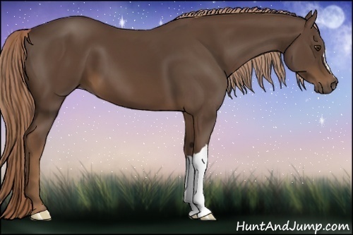 Horse Color:Liver Chestnut 