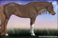 Horse Color:Liver Chestnut 