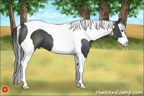 Horse Color:Black Splash Tobiano 