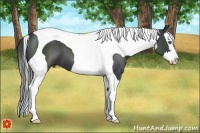 Horse Color:Black Splash Tobiano