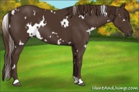 Horse Color:White Spotted Liver Chestnut 