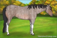 Horse Color:Bay Ice Roan Tobiano