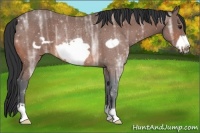 Horse Color:Bay Ice Frame Rabicano 