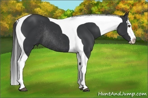 Horse Color:Black Splash Tobiano Rabicano 
