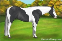 Horse Color:Black Splash Tobiano Rabicano 