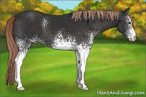 Horse Color:White Spotted Liver Chestnut